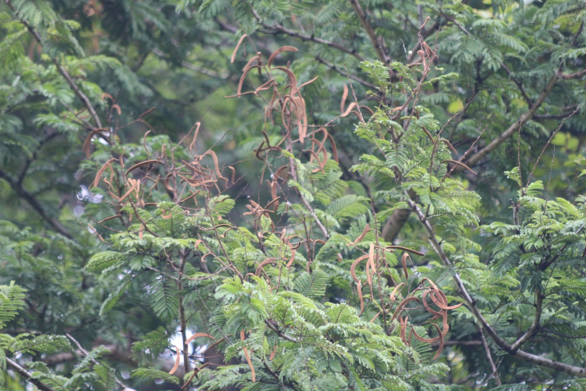 Vachellia leucophloea (Roxb.) Maslin, Seigler & Ebinger